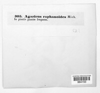 Cortinarius betuletorum image